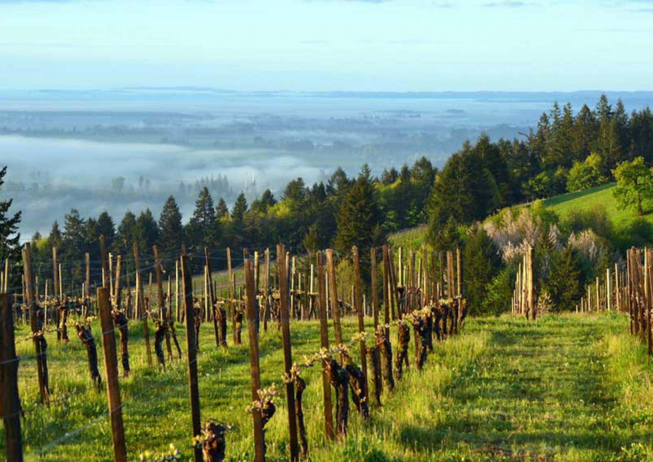 The-Eyrie-Vineyards-in-the-Dundee-Hills