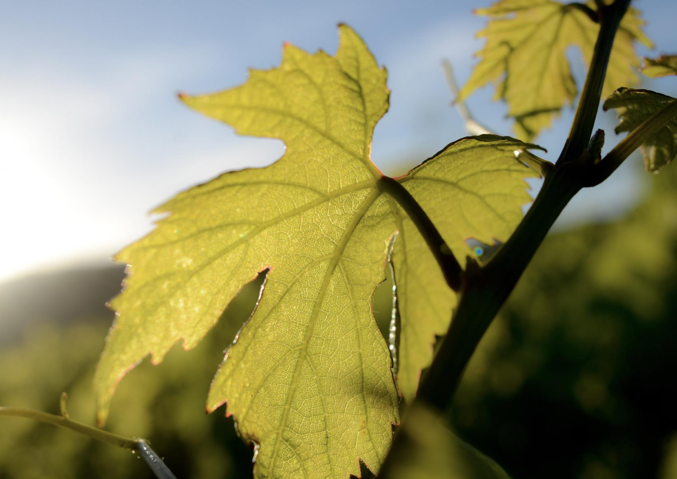 producer_placeholder_leaf
